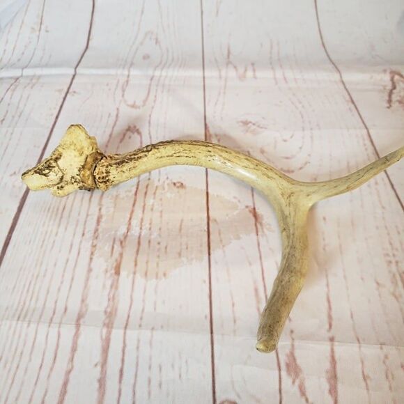 2 Point Deer Antler Natural Craft Rustic Decor 10" - Picture 1 of 6
